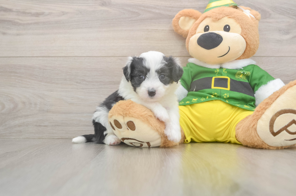 5 week old Aussiechon Puppy For Sale - Windy City Pups