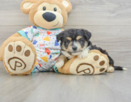 7 week old Aussiechon Puppy For Sale - Windy City Pups