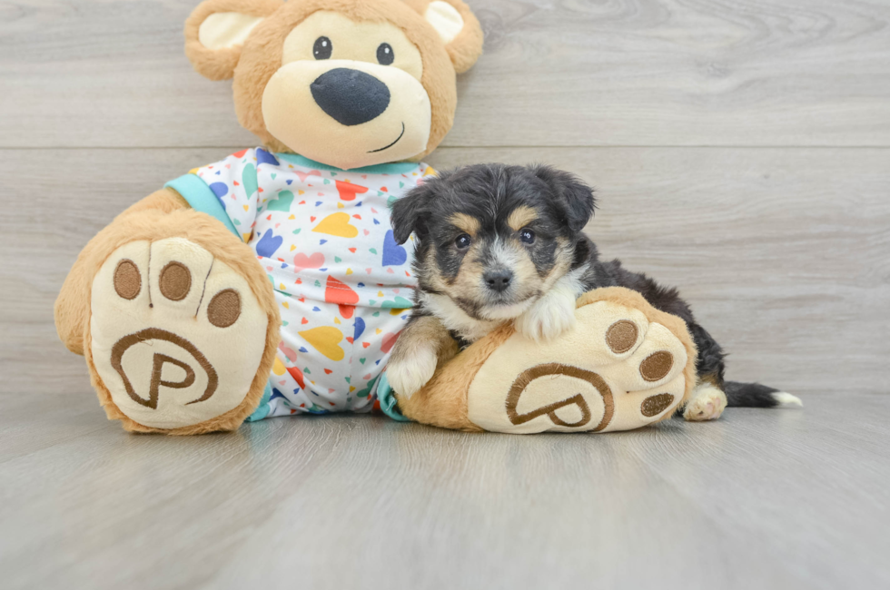 5 week old Aussiechon Puppy For Sale - Windy City Pups