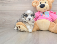 5 week old Aussiechon Puppy For Sale - Windy City Pups