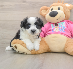 7 week old Aussiechon Puppy For Sale - Windy City Pups