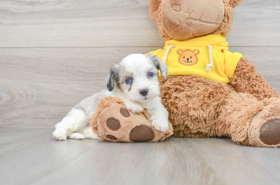 Cute Teddy Bear Marty: 2lb 4oz Designer Puppy