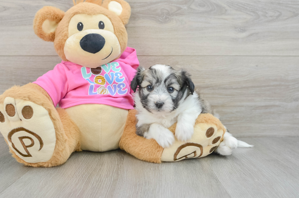 7 week old Aussiechon Puppy For Sale - Windy City Pups