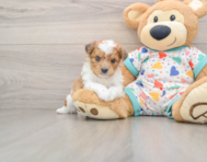 8 week old Aussiechon Puppy For Sale - Windy City Pups