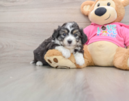 7 week old Aussiechon Puppy For Sale - Windy City Pups