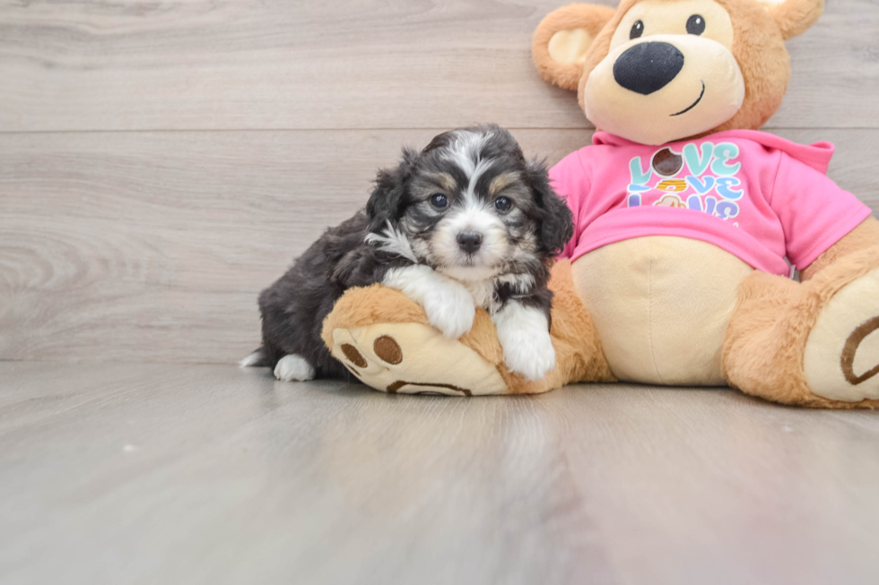 Funny Aussiechon Designer Pup