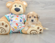 7 week old Aussiechon Puppy For Sale - Windy City Pups