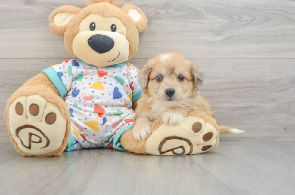 5 week old Aussiechon Puppy For Sale - Windy City Pups