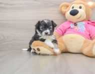 6 week old Aussiechon Puppy For Sale - Windy City Pups