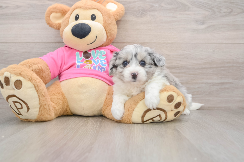 Aussiechon Puppy for Adoption