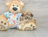 7 week old Aussiechon Puppy For Sale - Windy City Pups