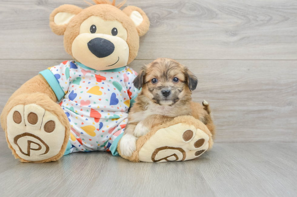 5 week old Aussiechon Puppy For Sale - Windy City Pups