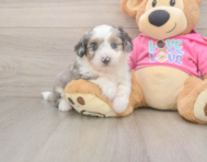 6 week old Aussiechon Puppy For Sale - Windy City Pups