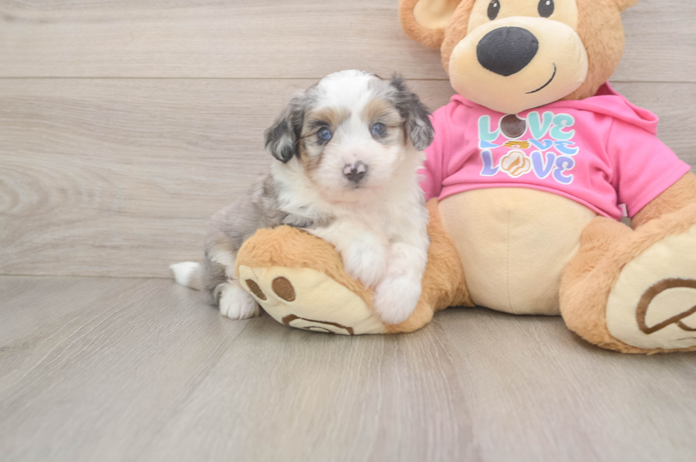 6 week old Aussiechon Puppy For Sale - Windy City Pups