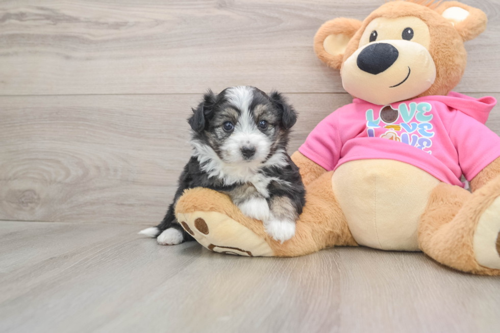 Hypoallergenic Aussie Bichon Designer Puppy