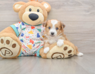 8 week old Aussiechon Puppy For Sale - Windy City Pups