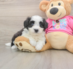 7 week old Aussiechon Puppy For Sale - Windy City Pups