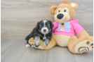 Aussiechon Puppy for Adoption