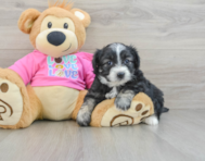 8 week old Aussiechon Puppy For Sale - Windy City Pups