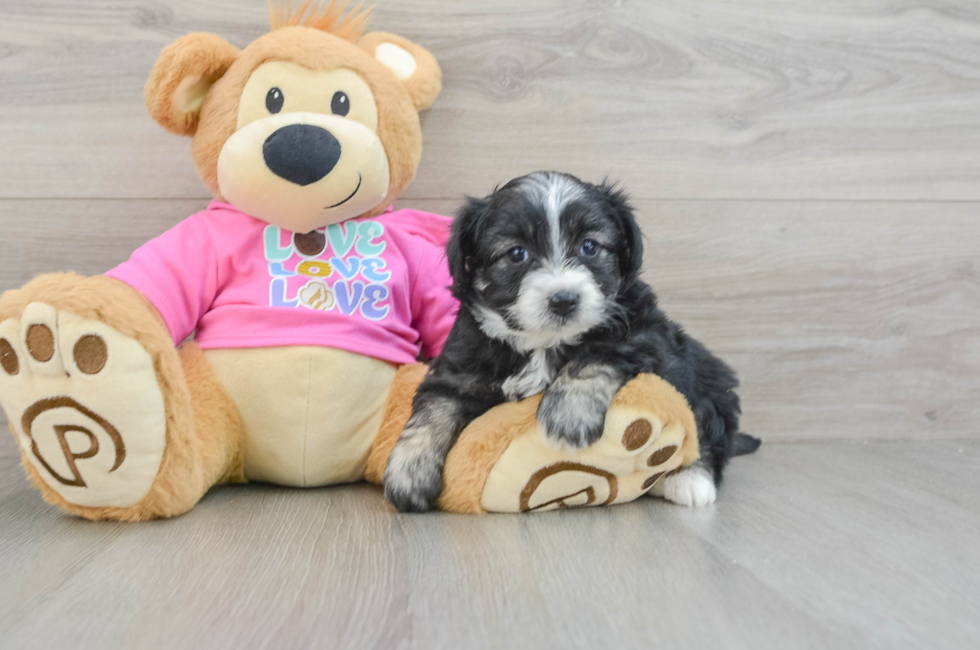 7 week old Aussiechon Puppy For Sale - Windy City Pups