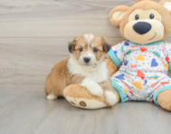 8 week old Aussiechon Puppy For Sale - Windy City Pups
