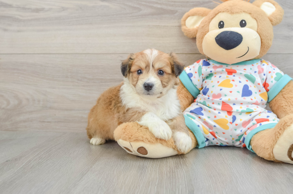 5 week old Aussiechon Puppy For Sale - Windy City Pups