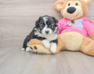 6 week old Aussiechon Puppy For Sale - Windy City Pups