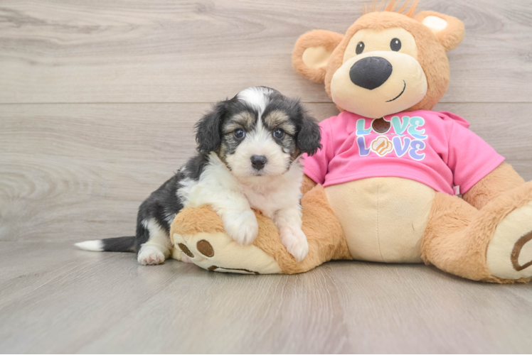Aussiechon Puppy for Adoption