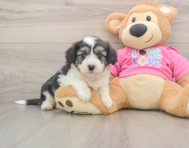 8 week old Aussiechon Puppy For Sale - Windy City Pups