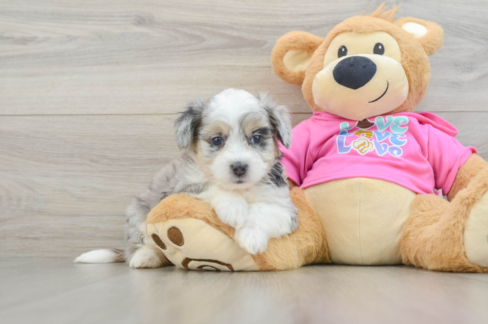 7 week old Aussiechon Puppy For Sale - Windy City Pups