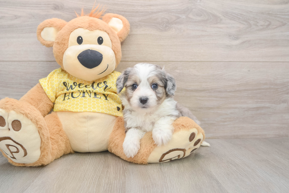Playful Aussie Bichon Designer Puppy