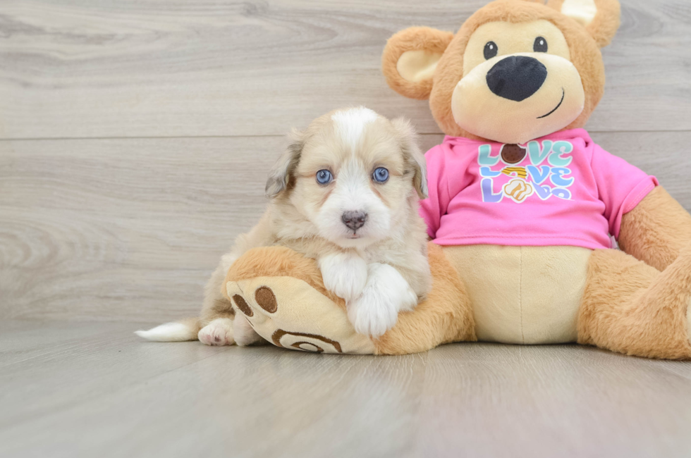 7 week old Aussiechon Puppy For Sale - Windy City Pups
