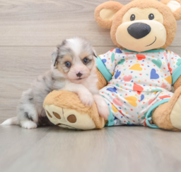 6 week old Aussiechon Puppy For Sale - Windy City Pups