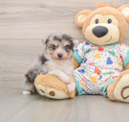 6 week old Aussiechon Puppy For Sale - Windy City Pups