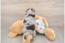 Little Aussie Bichon Designer Puppy