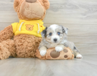 6 week old Aussiechon Puppy For Sale - Windy City Pups