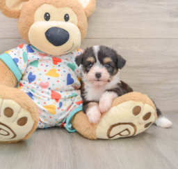 6 week old Aussiechon Puppy For Sale - Windy City Pups