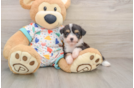 Aussiechon Puppy for Adoption