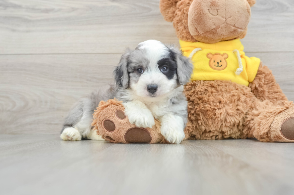 6 week old Aussiechon Puppy For Sale - Windy City Pups