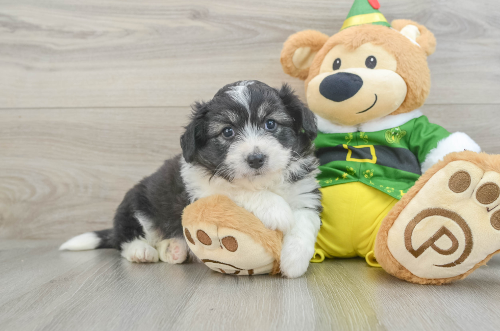 7 week old Aussiechon Puppy For Sale - Windy City Pups