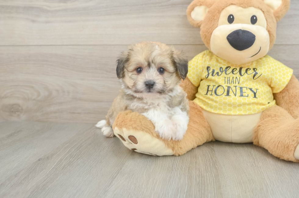 6 week old Aussiechon Puppy For Sale - Windy City Pups