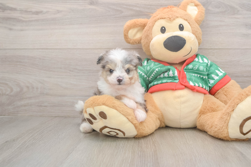 6 week old Aussiechon Puppy For Sale - Windy City Pups