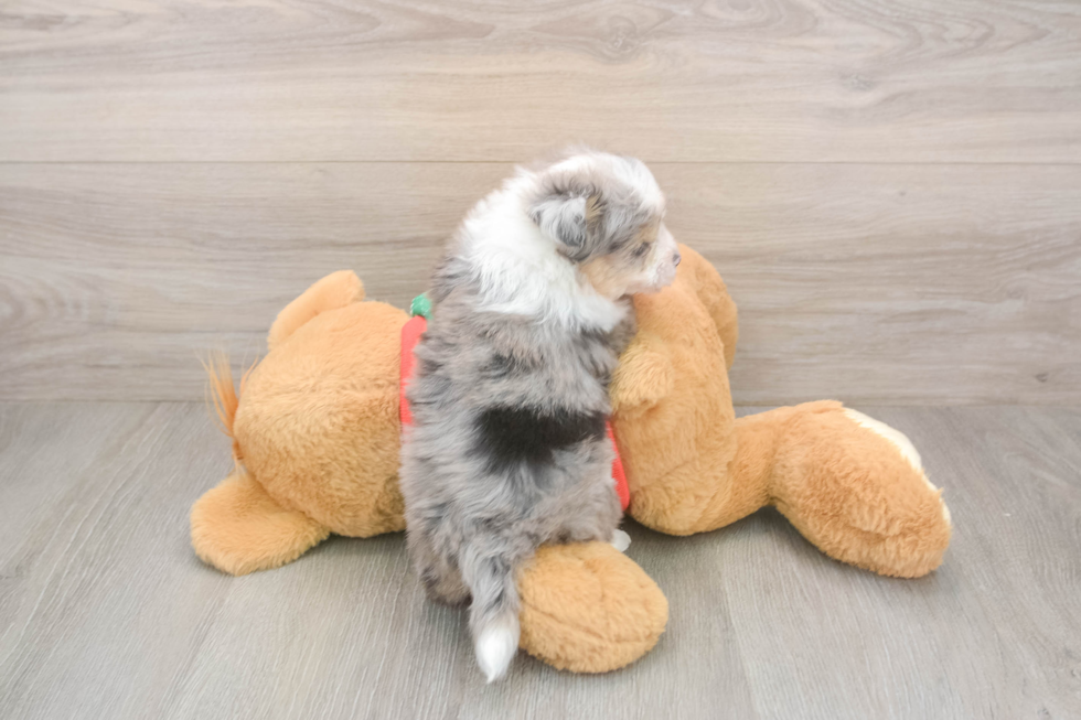 Funny Aussiechon Designer Pup