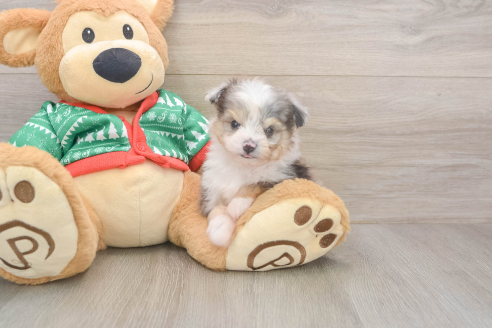 Aussiechon Puppy for Adoption