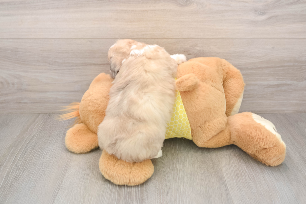 Best Aussiechon Baby