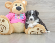 7 week old Aussiechon Puppy For Sale - Windy City Pups