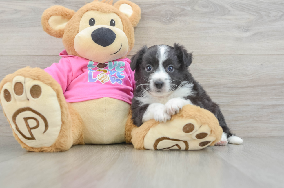 7 week old Aussiechon Puppy For Sale - Windy City Pups