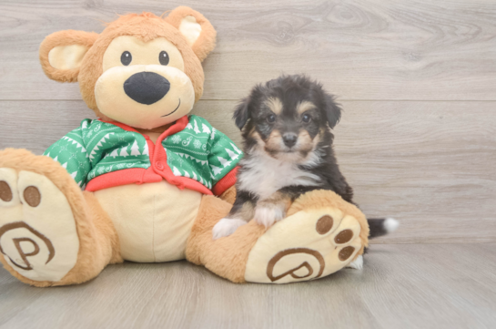 Petite Aussiechon Designer Pup
