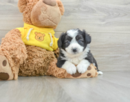 6 week old Aussiechon Puppy For Sale - Windy City Pups