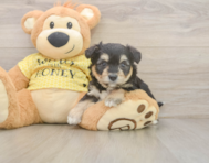 8 week old Aussiechon Puppy For Sale - Windy City Pups